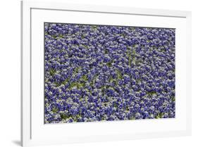 Springtime Blue bonnets blooming near Fredericksburg, Texas-Darrell Gulin-Framed Photographic Print