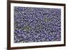 Springtime Blue bonnets blooming near Fredericksburg, Texas-Darrell Gulin-Framed Photographic Print