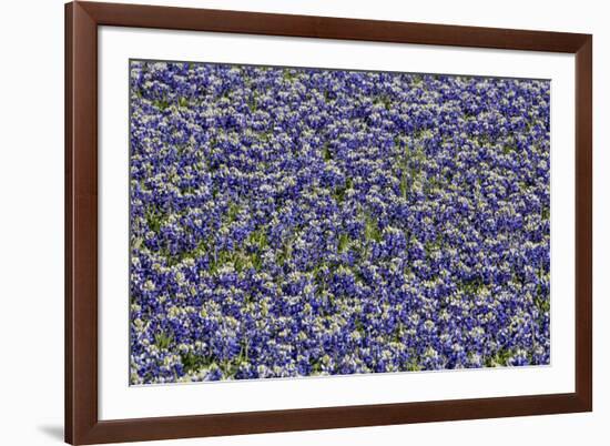 Springtime Blue bonnets blooming near Fredericksburg, Texas-Darrell Gulin-Framed Photographic Print