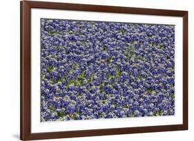 Springtime Blue bonnets blooming near Fredericksburg, Texas-Darrell Gulin-Framed Photographic Print