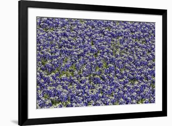 Springtime Blue bonnets blooming near Fredericksburg, Texas-Darrell Gulin-Framed Photographic Print