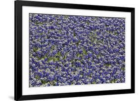 Springtime Blue bonnets blooming near Fredericksburg, Texas-Darrell Gulin-Framed Photographic Print