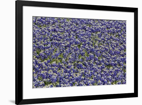 Springtime Blue bonnets blooming near Fredericksburg, Texas-Darrell Gulin-Framed Photographic Print