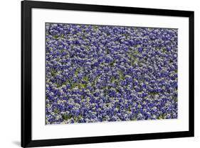 Springtime Blue bonnets blooming near Fredericksburg, Texas-Darrell Gulin-Framed Photographic Print