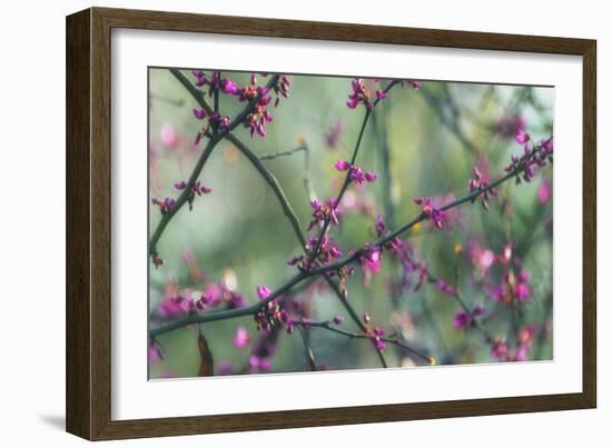 Springtime Branches-Dianne Poinski-Framed Art Print