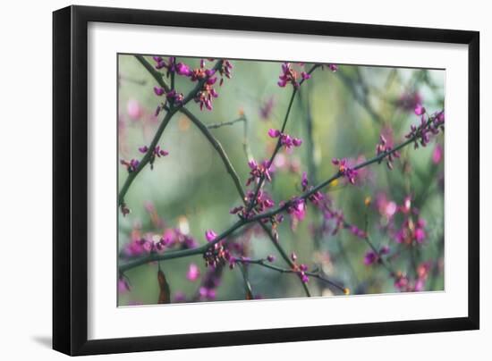Springtime Branches-Dianne Poinski-Framed Art Print