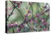 Springtime Branches-Dianne Poinski-Stretched Canvas