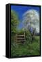 Springtime by the Stile, 2013-Anthony Rule-Framed Stretched Canvas