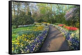 Springtime Colors and Pathway in Kuekenhof Gardens with Hyacinths, Daffodils, Tulips Holland-Darrell Gulin-Framed Stretched Canvas