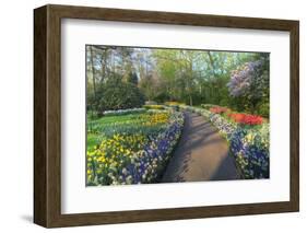 Springtime Colors and Pathway in Kuekenhof Gardens with Hyacinths, Daffodils, Tulips Holland-Darrell Gulin-Framed Photographic Print