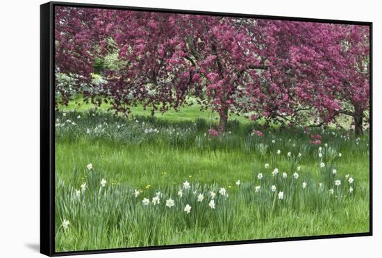 Springtime crabapple in rose blooming, Chanticleer Garden, Wayne, Pennsylvania.-Darrell Gulin-Framed Stretched Canvas