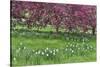Springtime crabapple in rose blooming, Chanticleer Garden, Wayne, Pennsylvania.-Darrell Gulin-Stretched Canvas