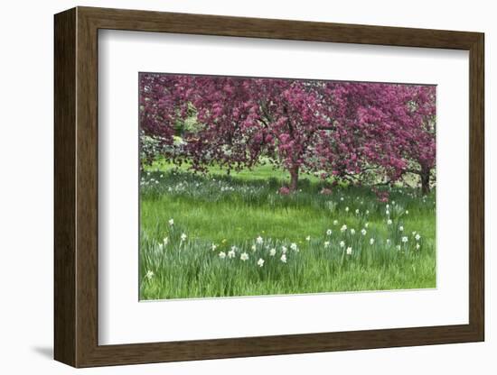 Springtime crabapple in rose blooming, Chanticleer Garden, Wayne, Pennsylvania.-Darrell Gulin-Framed Photographic Print