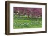 Springtime crabapple in rose blooming, Chanticleer Garden, Wayne, Pennsylvania.-Darrell Gulin-Framed Photographic Print