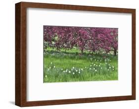 Springtime crabapple in rose blooming, Chanticleer Garden, Wayne, Pennsylvania.-Darrell Gulin-Framed Photographic Print