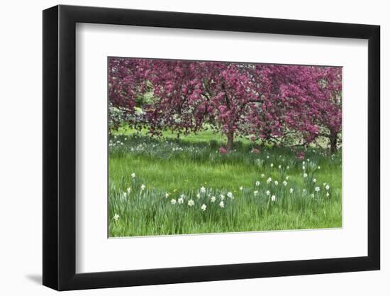 Springtime crabapple in rose blooming, Chanticleer Garden, Wayne, Pennsylvania.-Darrell Gulin-Framed Photographic Print