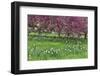 Springtime crabapple in rose blooming, Chanticleer Garden, Wayne, Pennsylvania.-Darrell Gulin-Framed Photographic Print