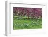 Springtime crabapple in rose blooming, Chanticleer Garden, Wayne, Pennsylvania.-Darrell Gulin-Framed Photographic Print