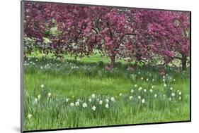 Springtime crabapple in rose blooming, Chanticleer Garden, Wayne, Pennsylvania.-Darrell Gulin-Mounted Photographic Print