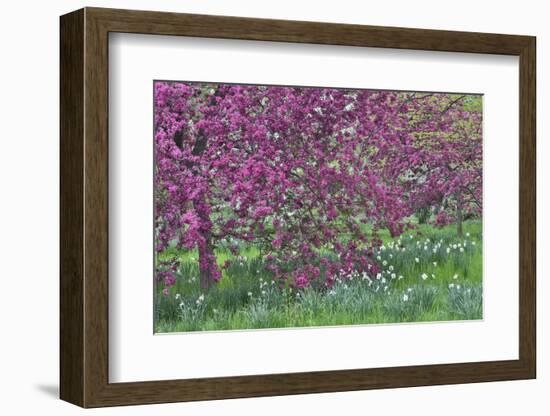 Springtime crabapple in rose blooming, Chanticleer Garden, Wayne, Pennsylvania.-Darrell Gulin-Framed Photographic Print