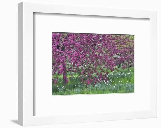 Springtime crabapple in rose blooming, Chanticleer Garden, Wayne, Pennsylvania.-Darrell Gulin-Framed Photographic Print