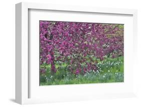 Springtime crabapple in rose blooming, Chanticleer Garden, Wayne, Pennsylvania.-Darrell Gulin-Framed Photographic Print