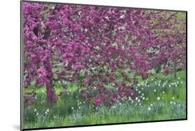 Springtime crabapple in rose blooming, Chanticleer Garden, Wayne, Pennsylvania.-Darrell Gulin-Mounted Photographic Print