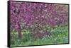 Springtime crabapple in rose blooming, Chanticleer Garden, Wayne, Pennsylvania.-Darrell Gulin-Framed Stretched Canvas