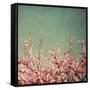 Springtime I-Susan Bryant-Framed Stretched Canvas