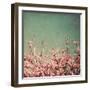 Springtime I-Susan Bryant-Framed Photographic Print