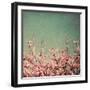 Springtime I-Susan Bryant-Framed Photographic Print