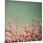 Springtime I-Susan Bryant-Mounted Photographic Print