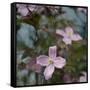 Springtime I-Sarah Gardner-Framed Stretched Canvas