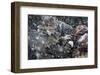 Springtime in Colorado-Barry Hart-Framed Art Print