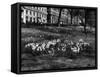 Springtime in Green Park-Fred Musto-Framed Stretched Canvas