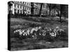 Springtime in Green Park-Fred Musto-Stretched Canvas