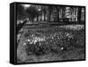 Springtime in Green Park-Fred Musto-Framed Stretched Canvas