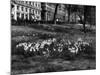 Springtime in Green Park-Fred Musto-Mounted Photographic Print