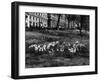Springtime in Green Park-Fred Musto-Framed Photographic Print