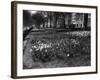 Springtime in Green Park-Fred Musto-Framed Photographic Print