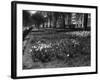 Springtime in Green Park-Fred Musto-Framed Photographic Print