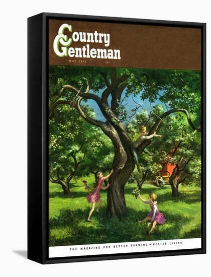 "Springtime in Tree," Country Gentleman Cover, May 1, 1950-Lawrence Beall Smith-Framed Stretched Canvas