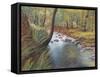 Springtime in woods,  pastel-Margo Starkey-Framed Stretched Canvas