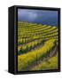 Springtime Mustard Blooms, Carneros Ava., Napa Valley, California-Karen Muschenetz-Framed Stretched Canvas