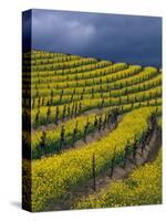 Springtime Mustard Blooms, Carneros Ava., Napa Valley, California-Karen Muschenetz-Stretched Canvas