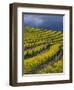 Springtime Mustard Blooms, Carneros Ava., Napa Valley, California-Karen Muschenetz-Framed Photographic Print