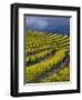 Springtime Mustard Blooms, Carneros Ava., Napa Valley, California-Karen Muschenetz-Framed Photographic Print