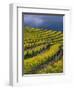 Springtime Mustard Blooms, Carneros Ava., Napa Valley, California-Karen Muschenetz-Framed Photographic Print