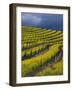 Springtime Mustard Blooms, Carneros Ava., Napa Valley, California-Karen Muschenetz-Framed Photographic Print