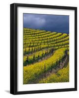 Springtime Mustard Blooms, Carneros Ava., Napa Valley, California-Karen Muschenetz-Framed Photographic Print